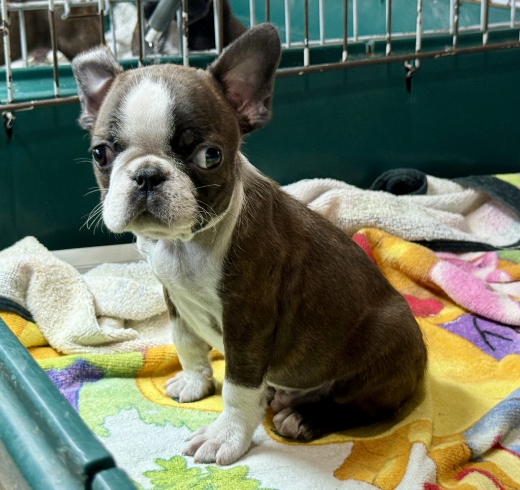 2025年4月17日生まれのミックスの男の子。