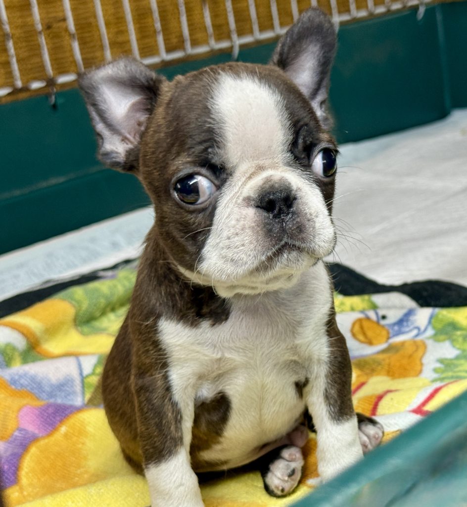 2025年4月17日生まれのミックスの男の子。