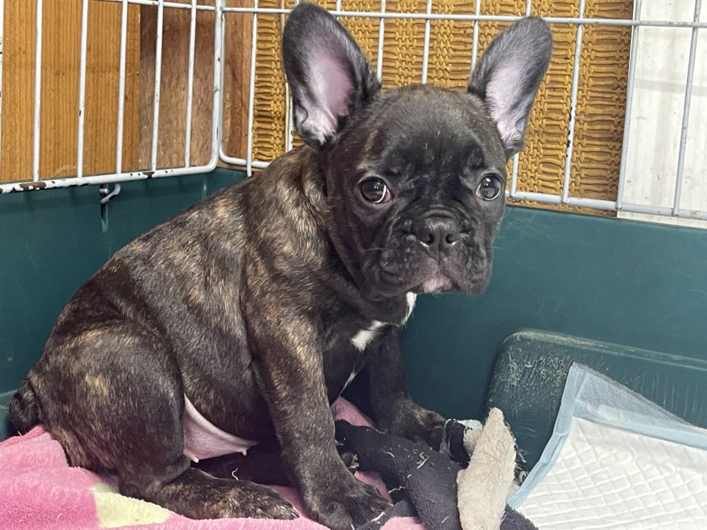 2024年4月13日生まれのミックス女の子2