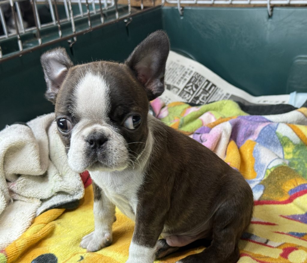 2025年4月17日生まれのミックスの男の子。