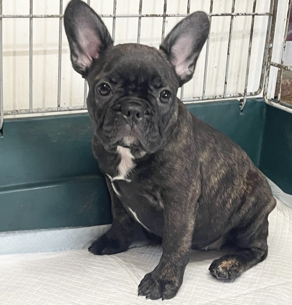 2024年4月13日生まれのミックス女の子2