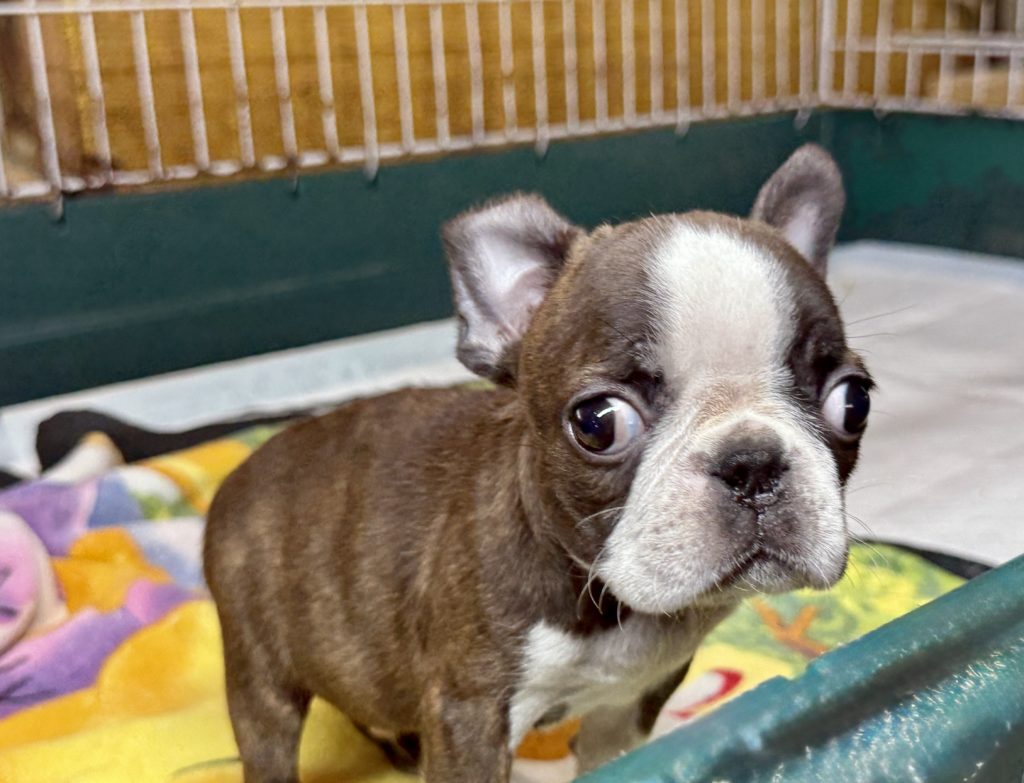 2025年4月17日生まれのミックスの男の子。