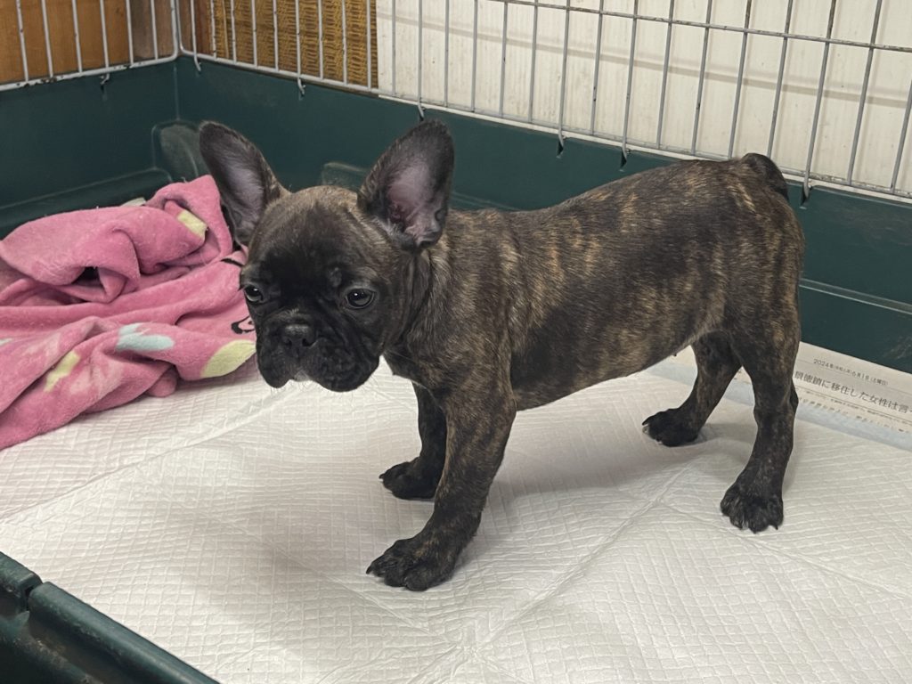 2024年4月13日生まれのミックス女の子2