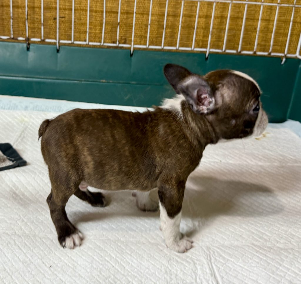 2025年4月17日生まれのミックスの男の子。