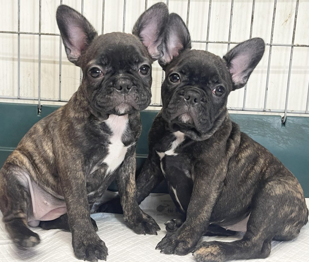 2024年4月13日生まれのミックス女の子2