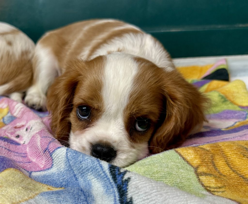 2025年月15日生まれのキャバリアの女の子２です。