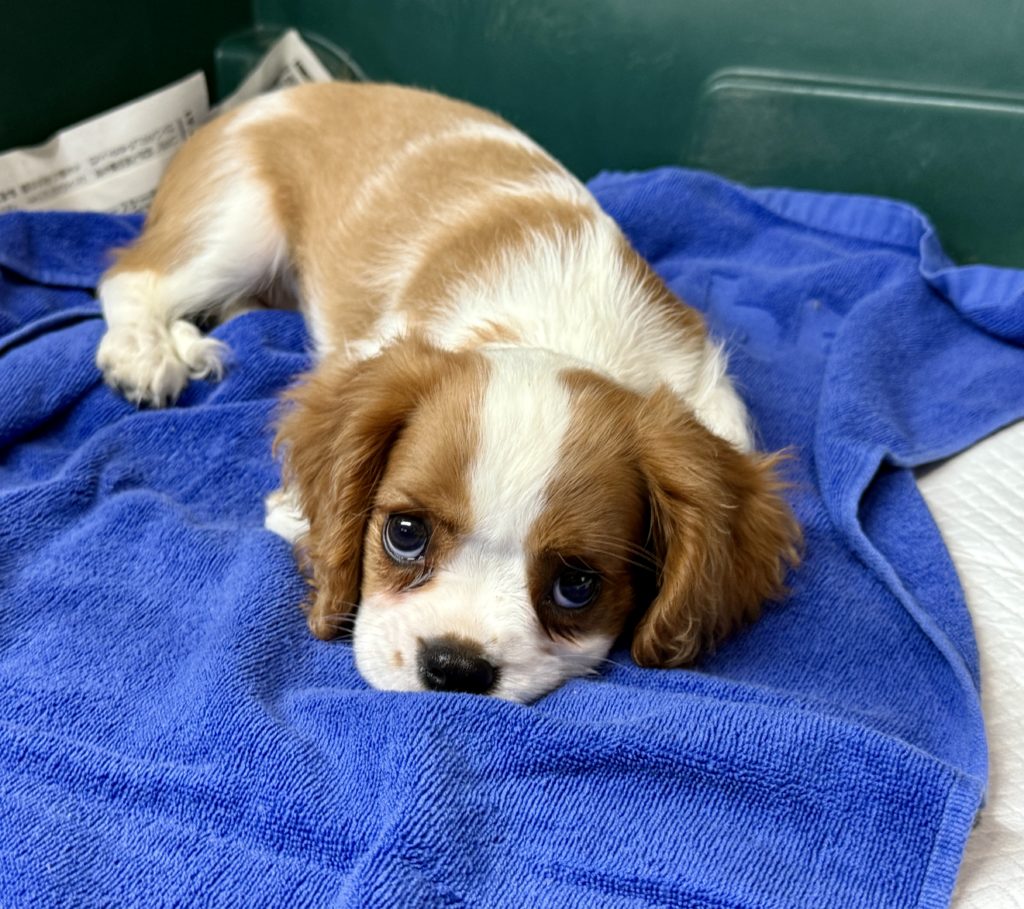 2025年月15日生まれのキャバリアの女の子２です。