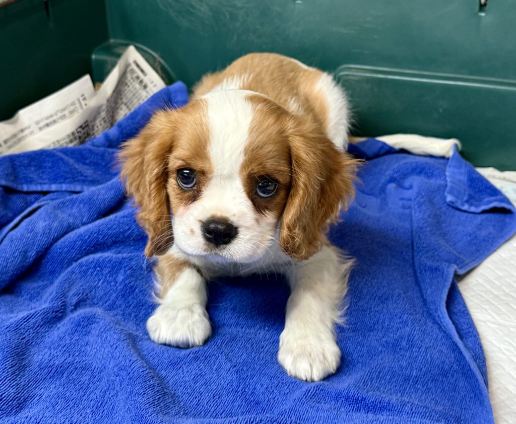 2025年月15日生まれのキャバリアの女の子２です。