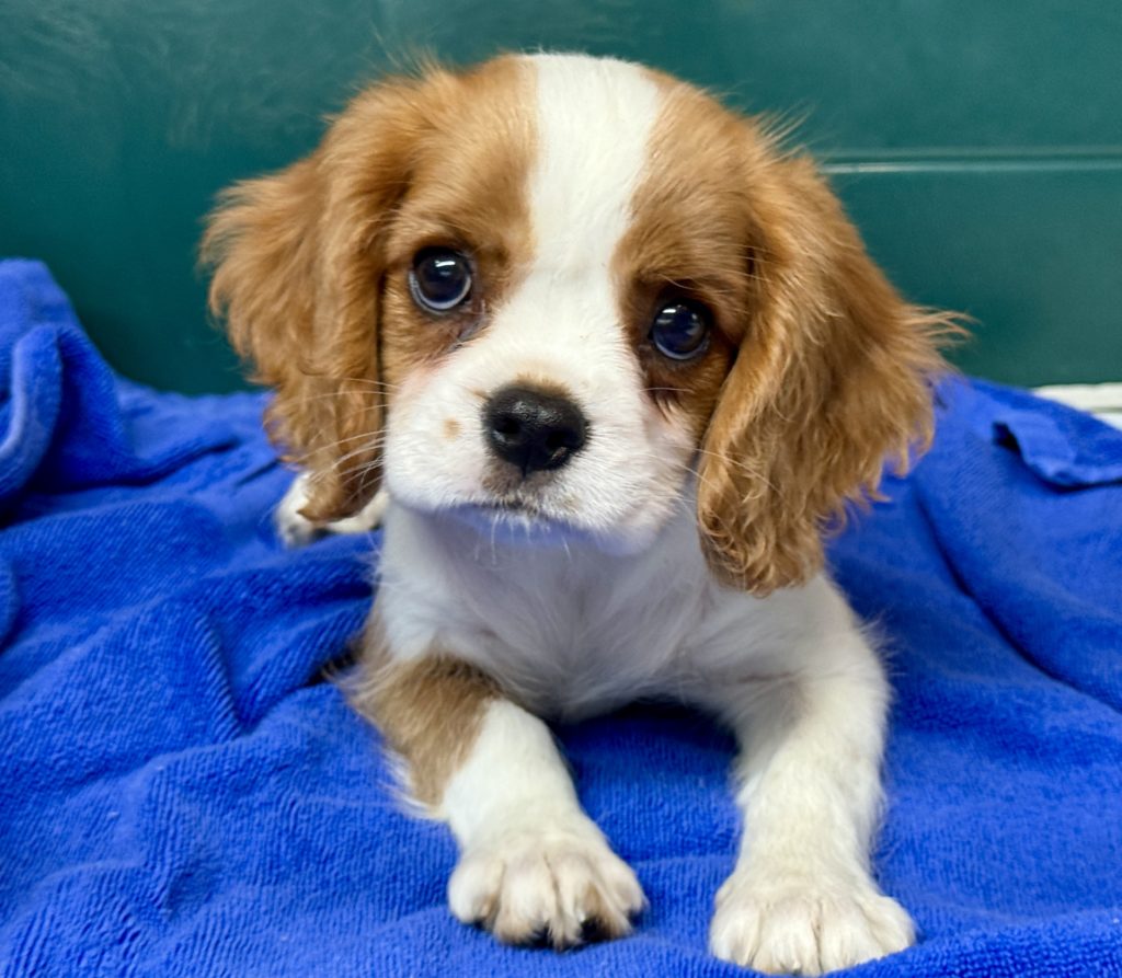 2025年月15日生まれのキャバリアの女の子２です。