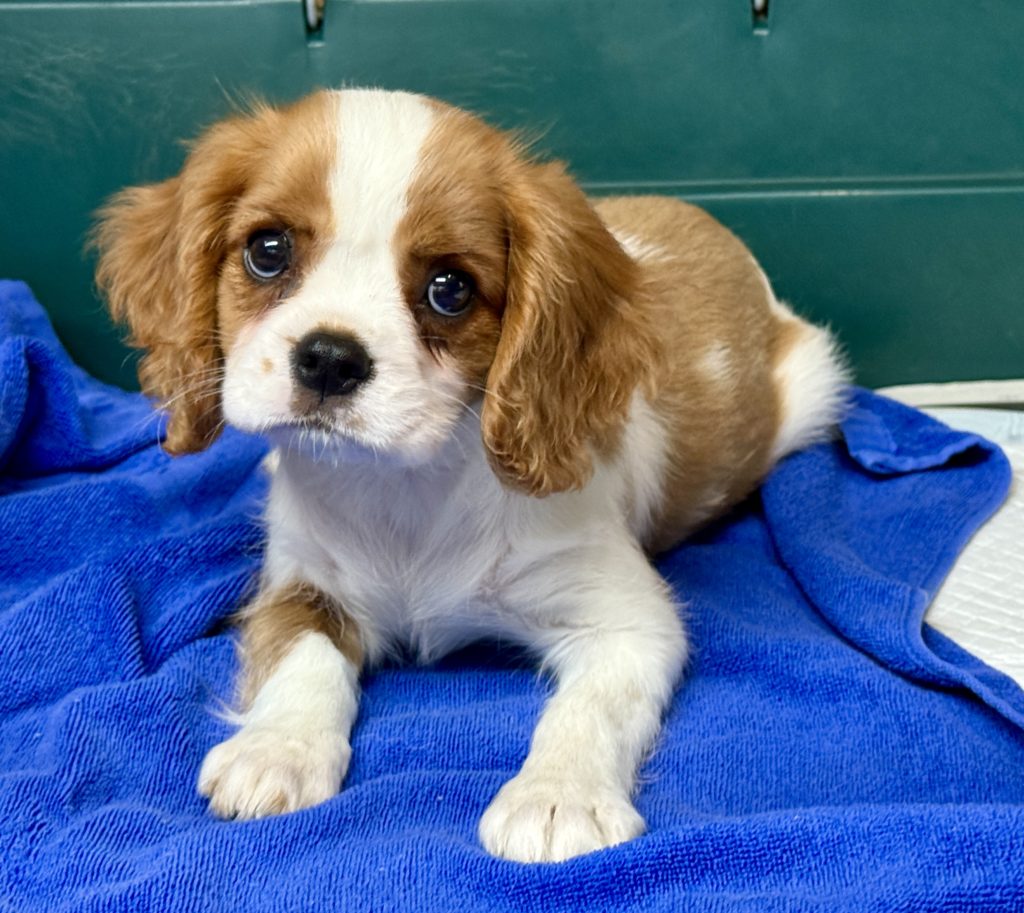 2025年月15日生まれのキャバリアの女の子２です。