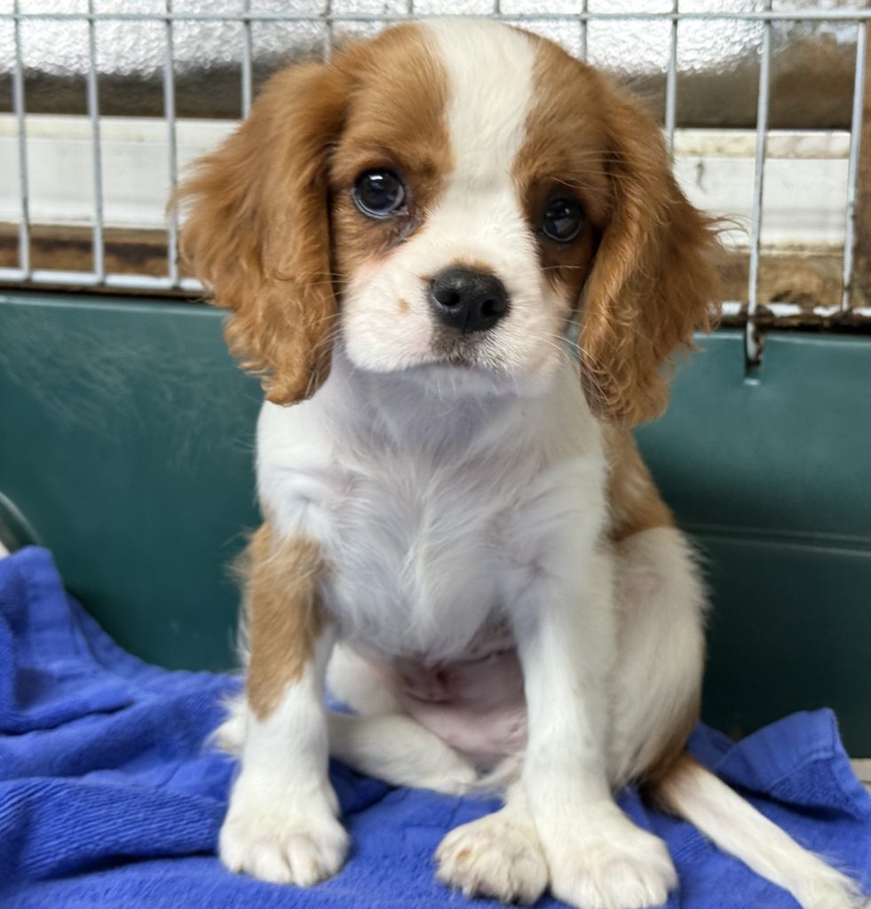 2025年月15日生まれのキャバリアの女の子２です。