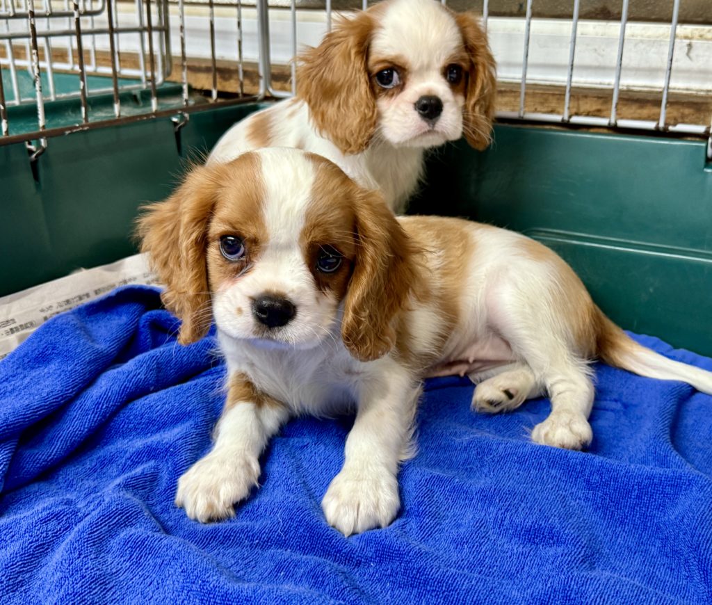 2025年月15日生まれのキャバリアの女の子２です。