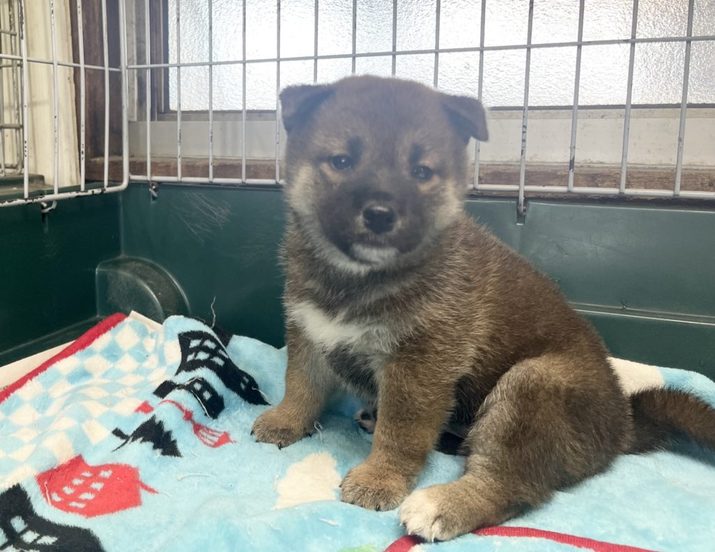 2024年6月24日生まれの赤柴の女の子