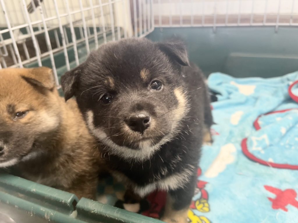 2024年6月24日生まれの赤柴の女の子。