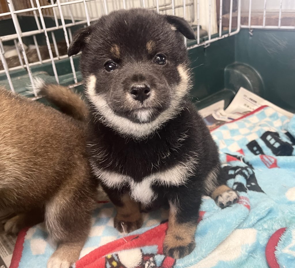 2024年6月24日生まれの赤柴の女の子。