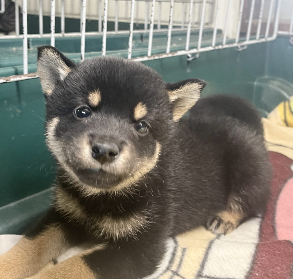 2024年6月27日生まれの黒柴の女の子。