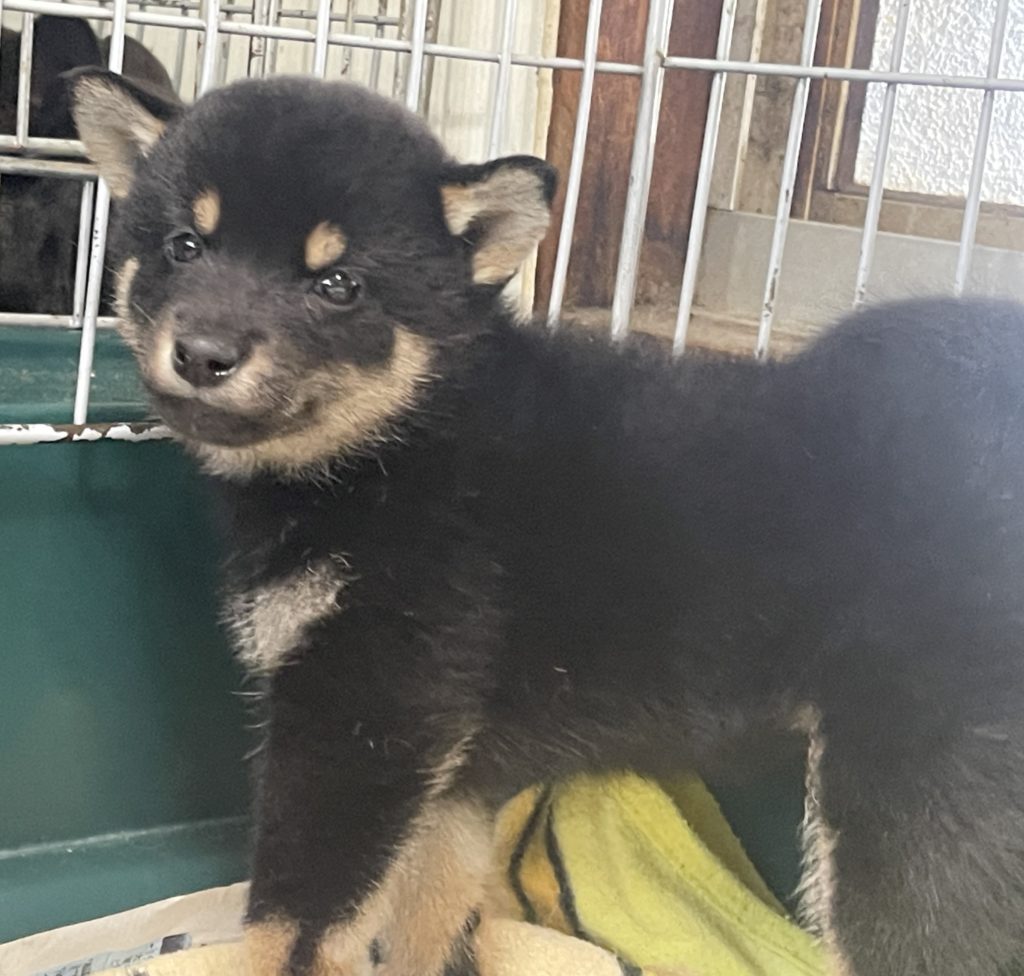 2024年6月27日生まれの黒柴の女の子。