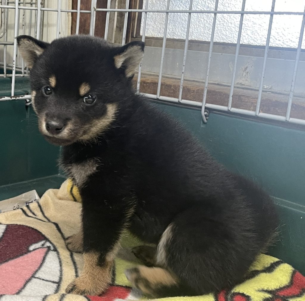 2024年6月27日生まれの黒柴の女の子。