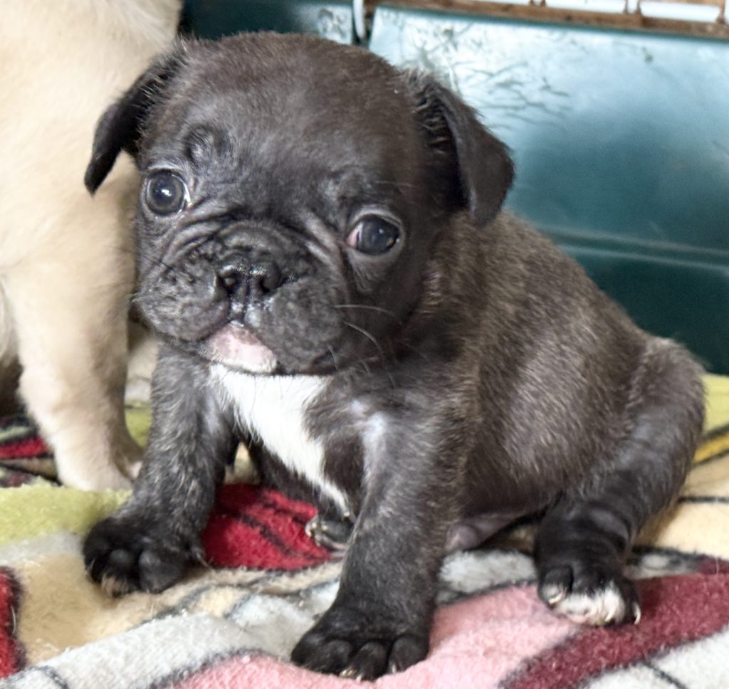 2024年8月22日生まれのブリンドルの男の子。