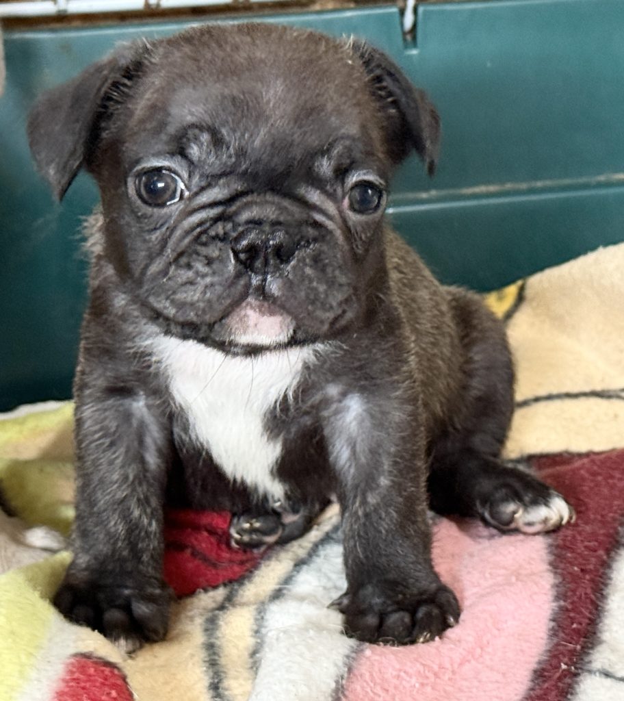 2024年8月22日生まれのブリンドルの男の子。