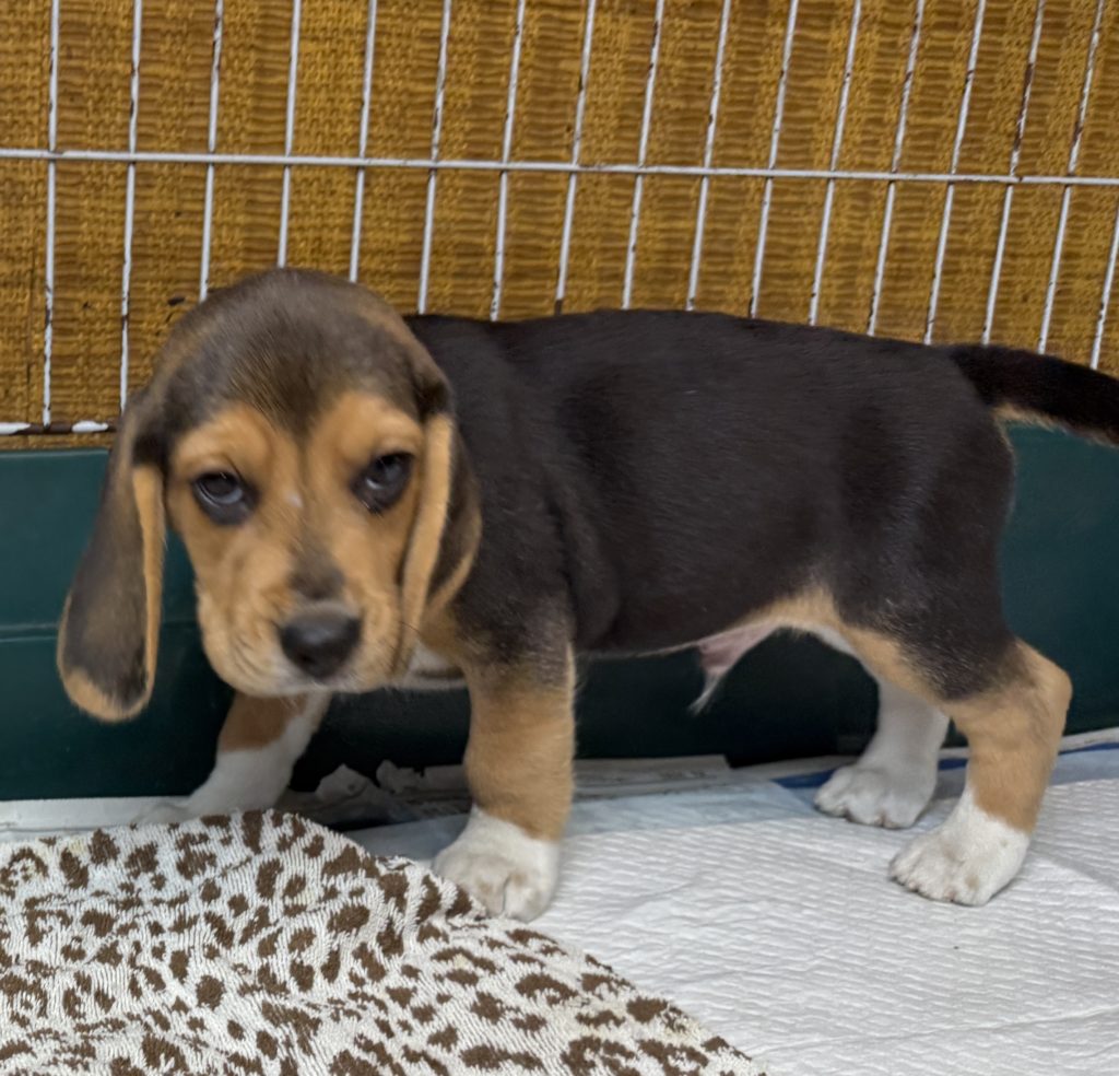 2025年08月05日生まれのビーグルの男の子。