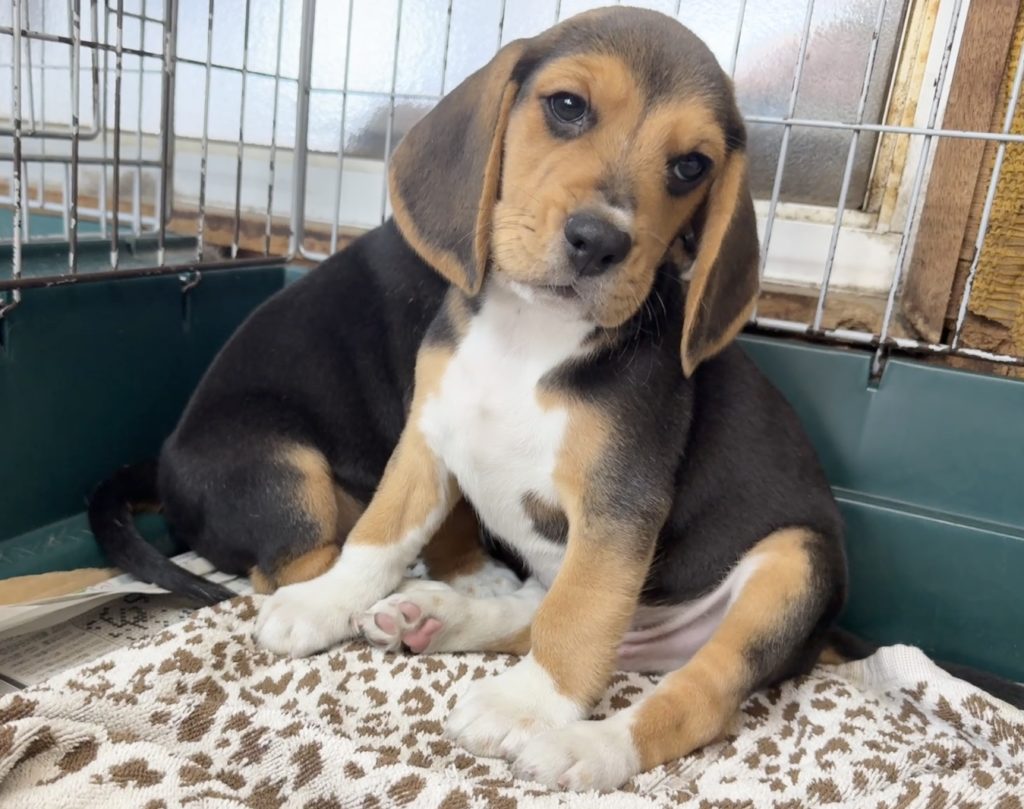 2025年08月05日生まれのビーグルの男の子。