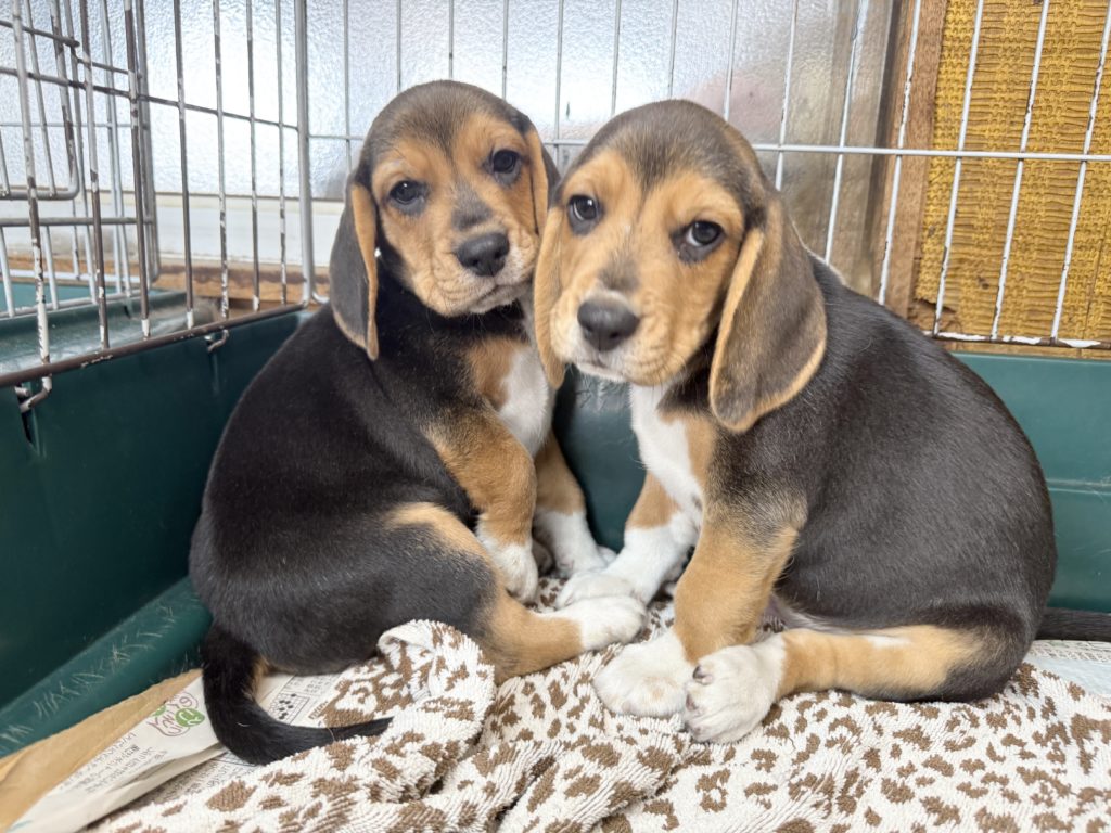 2025年08月05日生まれのビーグルの男の子。