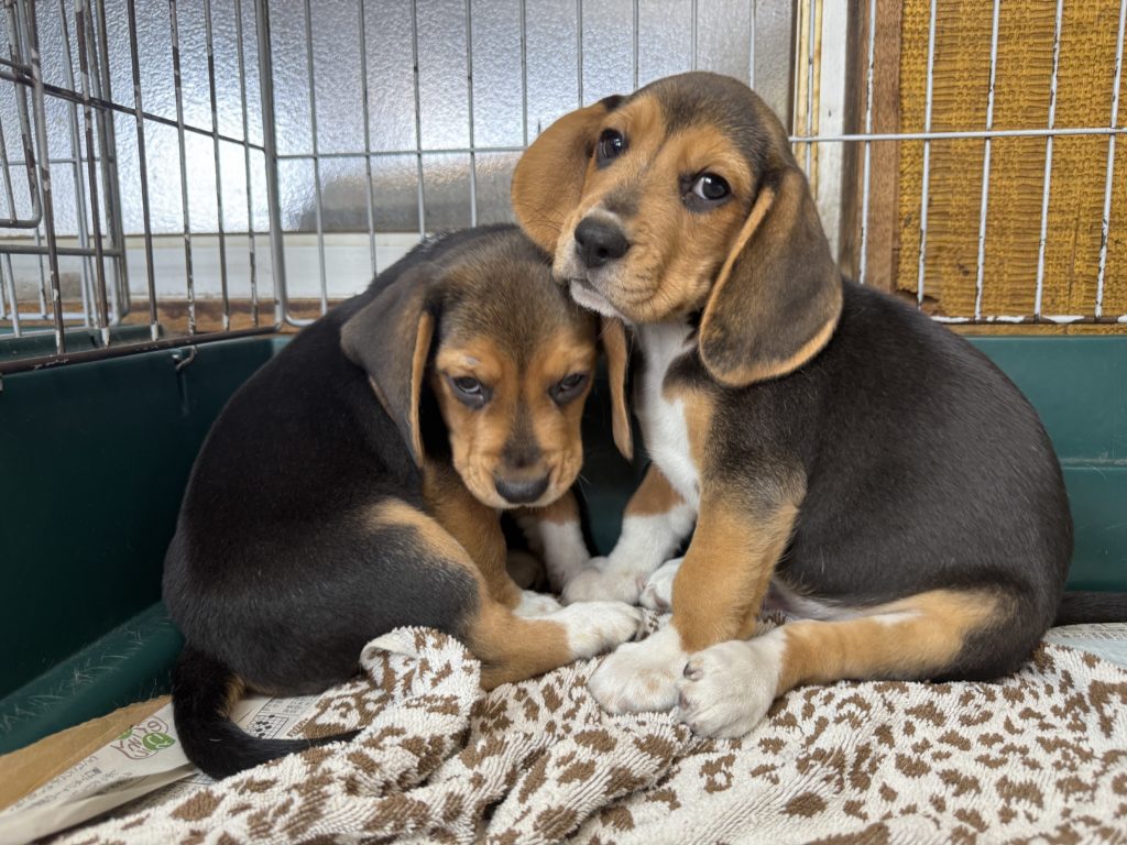 2025年08月05日生まれのビーグルの男の子。