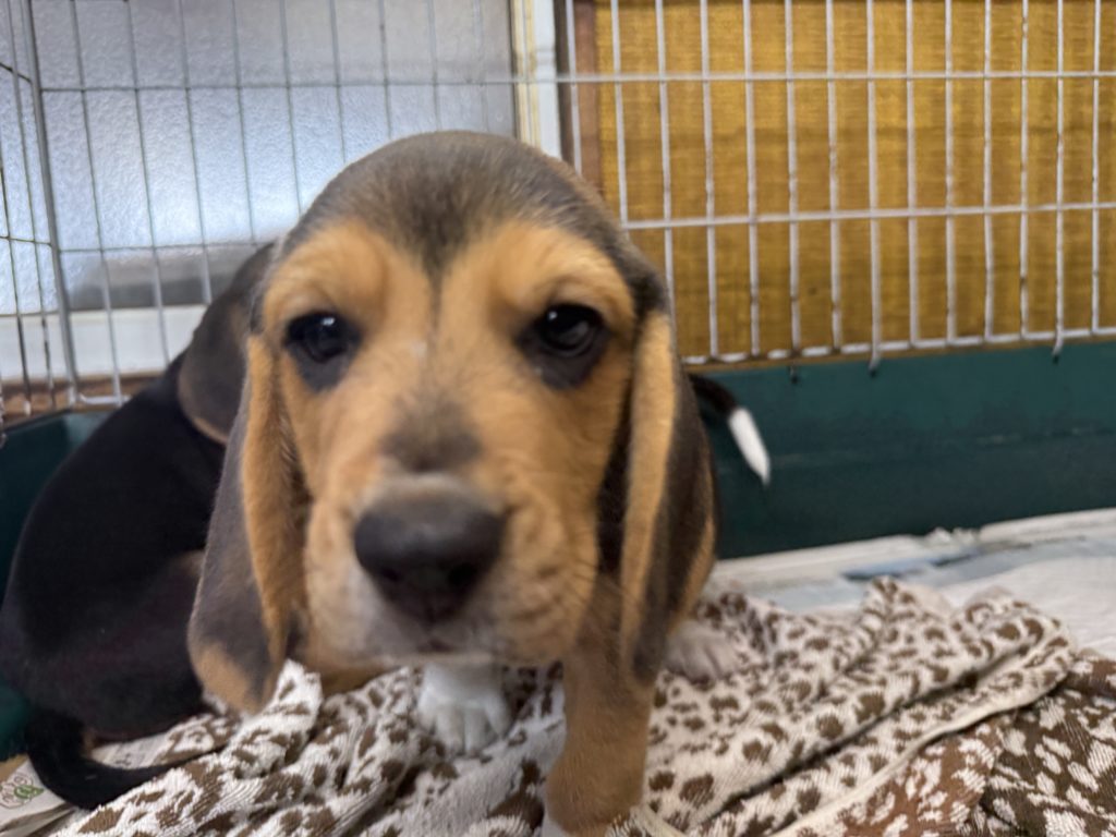 2025年08月05日生まれのビーグルの男の子。