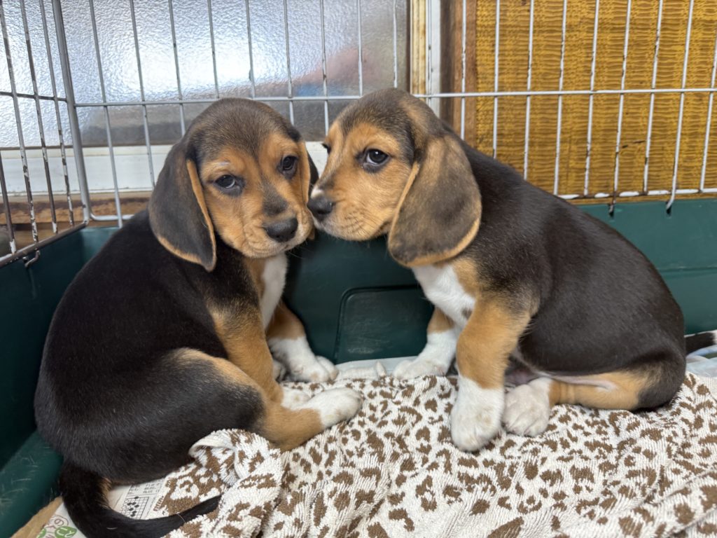 2025年08月05日生まれのビーグルの男の子。