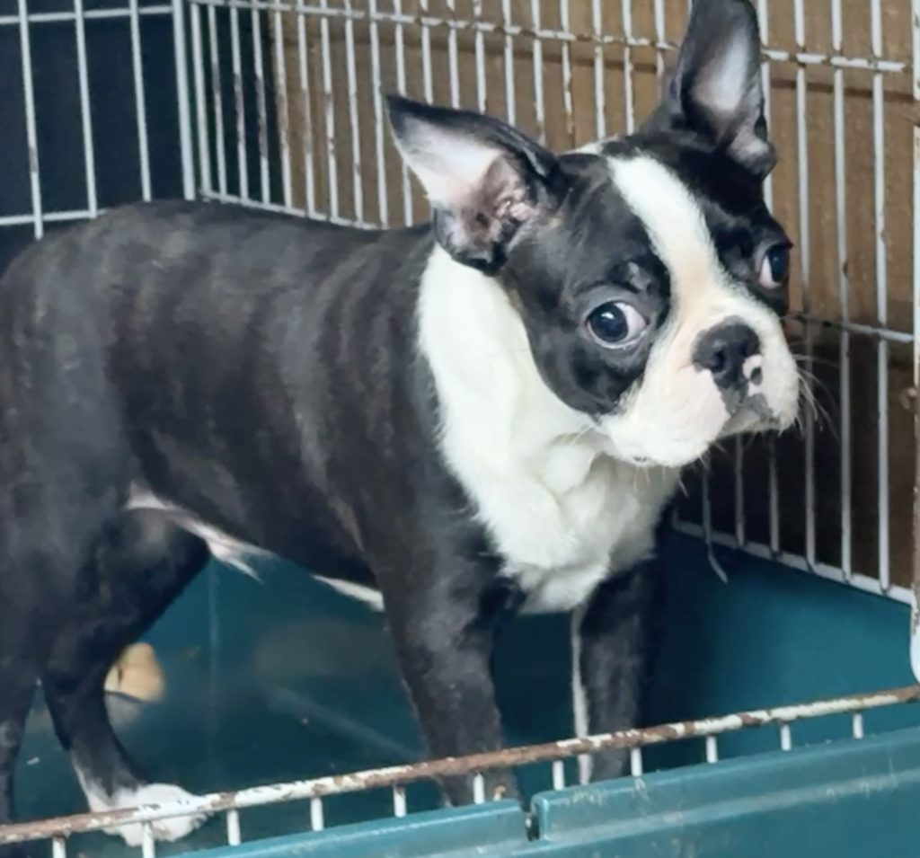 2025年07月06日生まれのボストンテリアの男の子２。