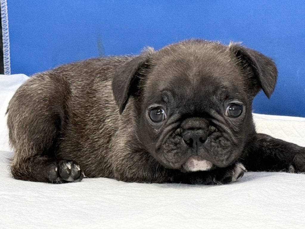 2024年8月22日生まれのブリンドルの男の子。