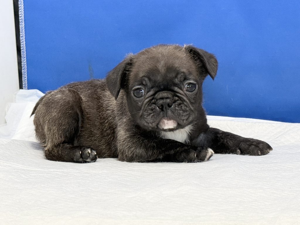 2024年8月22日生まれのブリンドルの男の子。