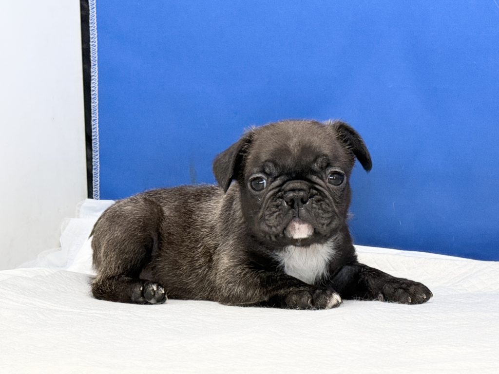 2024年8月22日生まれのブリンドルの男の子。