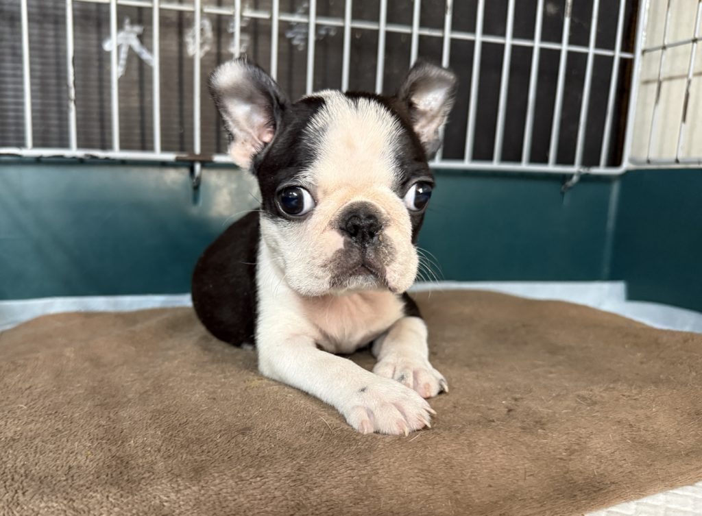 2025年10月19日生まれのボストンテリアの男の子です。