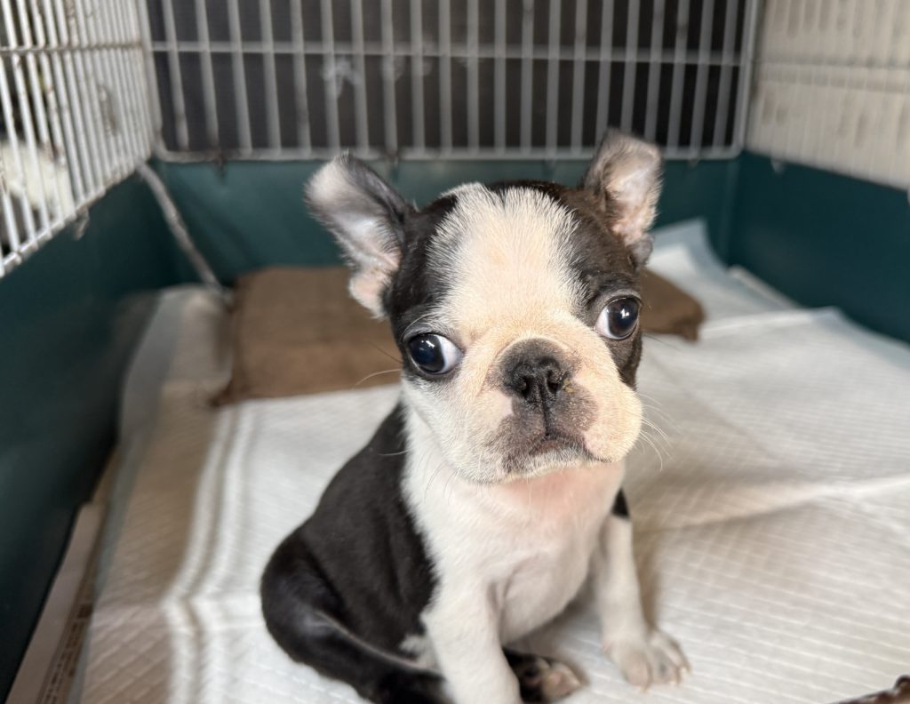 2025年10月19日生まれのボストンテリアの男の子です。