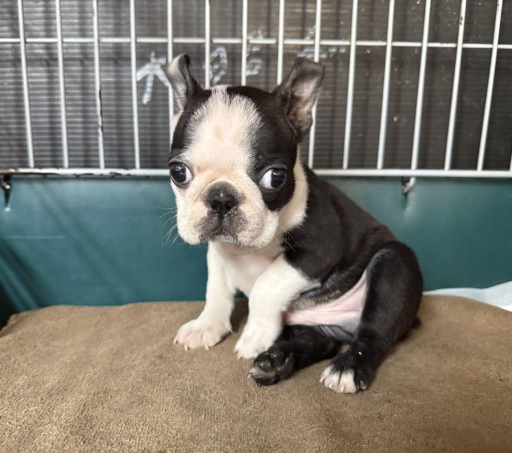 2025年10月19日生まれのボストンテリアの男の子です。