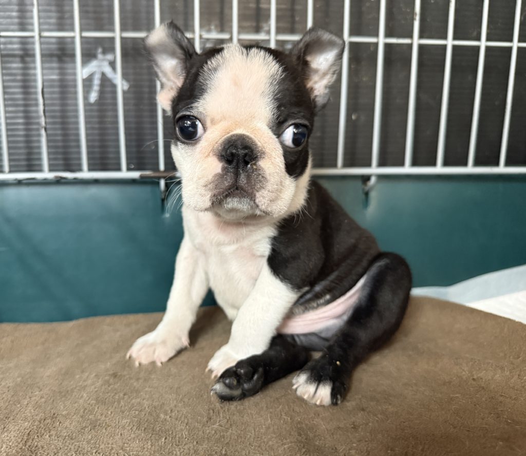 2025年10月19日生まれのボストンテリアの男の子です。