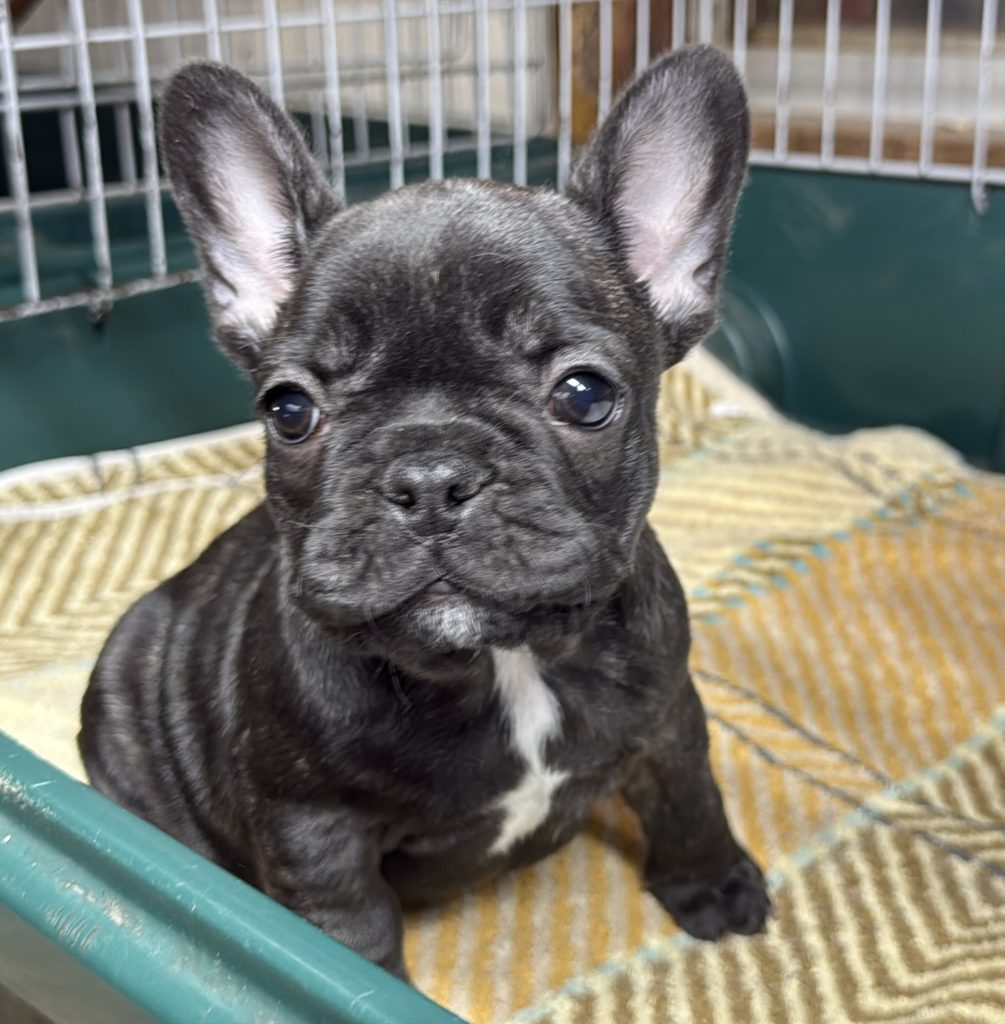 2025年10月13日生まれのブリンドルの女の子です。