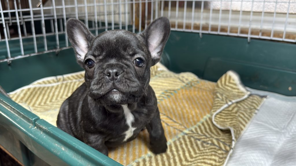 2025年10月13日生まれのブリンドルの女の子です。