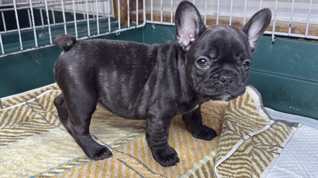 2025年10月13日生まれのブリンドルの女の子です。