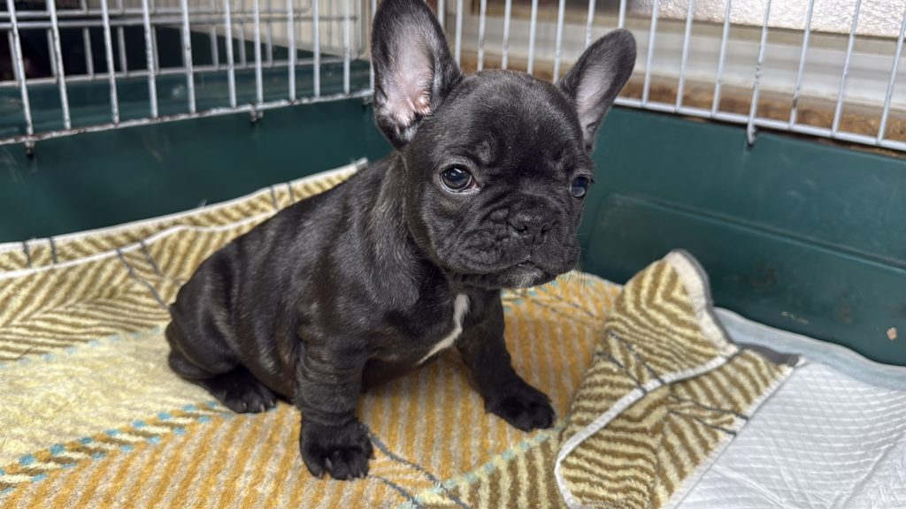 2025年10月13日生まれのブリンドルの女の子です。