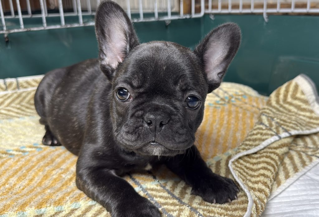 2025年10月13日生まれのブリンドルの女の子です。