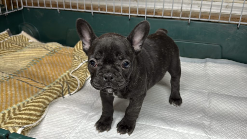 2025年10月13日生まれのブリンドルの女の子です。