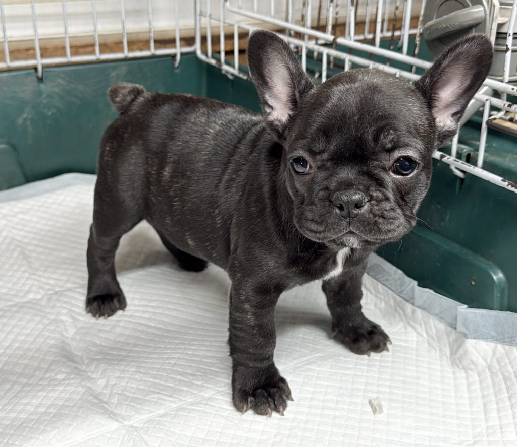 2025年10月13日生まれのブリンドルの女の子です。