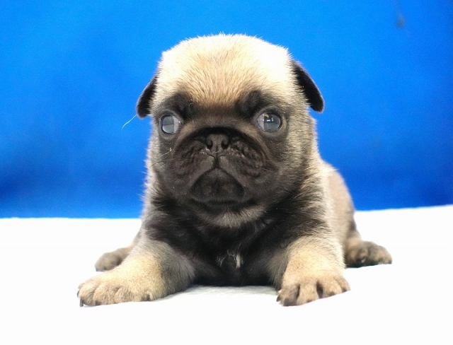 2024年11月25日生まれのパグの男の子