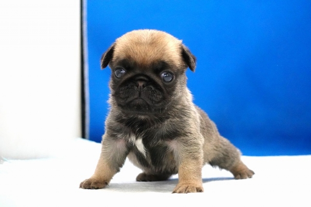 2024年11月25日生まれのパグの女の子です。