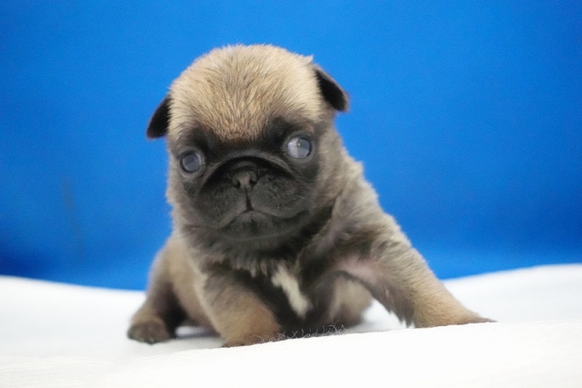 2024年11月25日生まれのパグの女の子です。