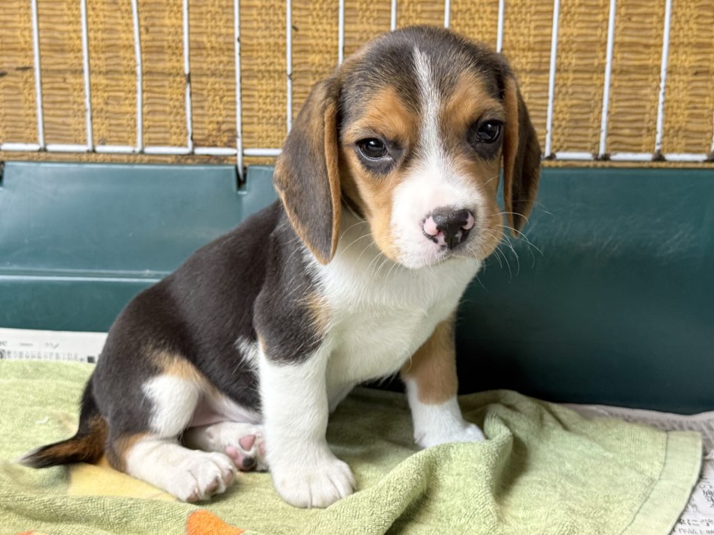 2026年01月01日生まれのビーグルの女の子