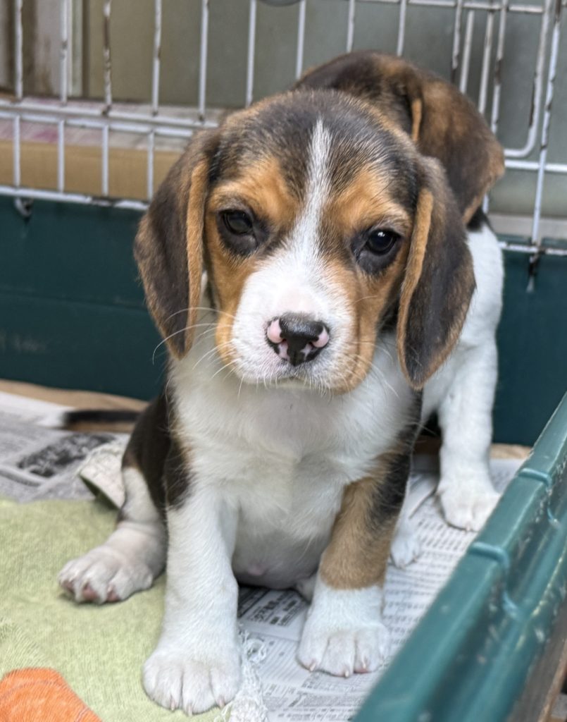 2026年01月01日生まれのビーグルの女の子